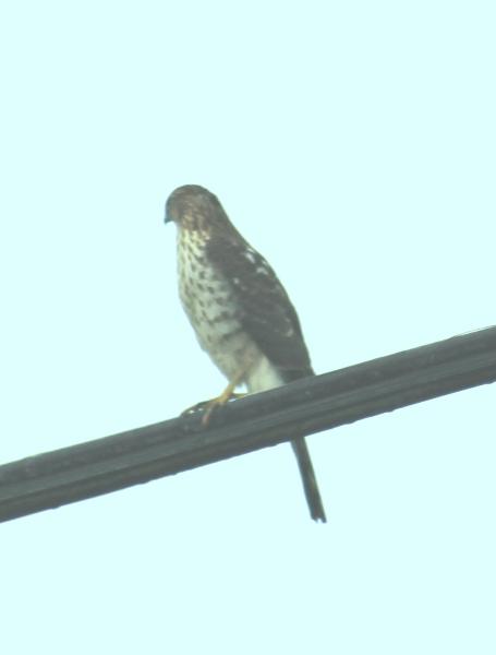 Photo of Accipiter striatus by henry wall